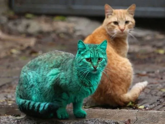 yeşil kedi
